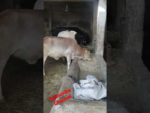 , title : 'Shooting Diarrhea || Buffalo video || Buffalo and Cow Dairy farm || #viralshorts || #shorts || Cows'