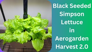 Black Seeded Simpson Lettuce in Harvest 2.0 Aerogarden Hydroponics