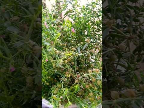 Fagonia Cretica/Dhamasa/دھماسہ جڑی بوٹی #shorts #short