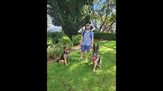 Video preview image #1 German Shepherd Dog-Unknown Mix Puppy For Sale in San Jose, CA, USA