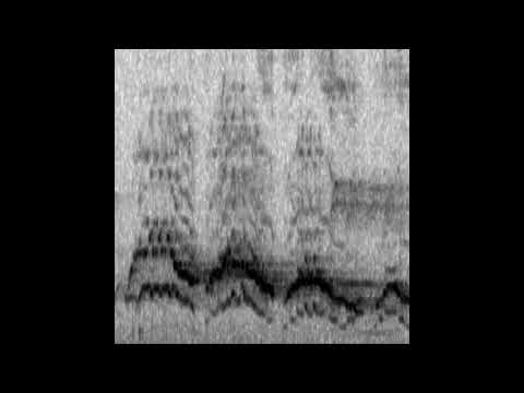 Dwaallicht - Countersing 37 thrushmix