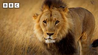 How does a lion survive with a broken leg | Big Cats 24/7 Series 2 – BBC