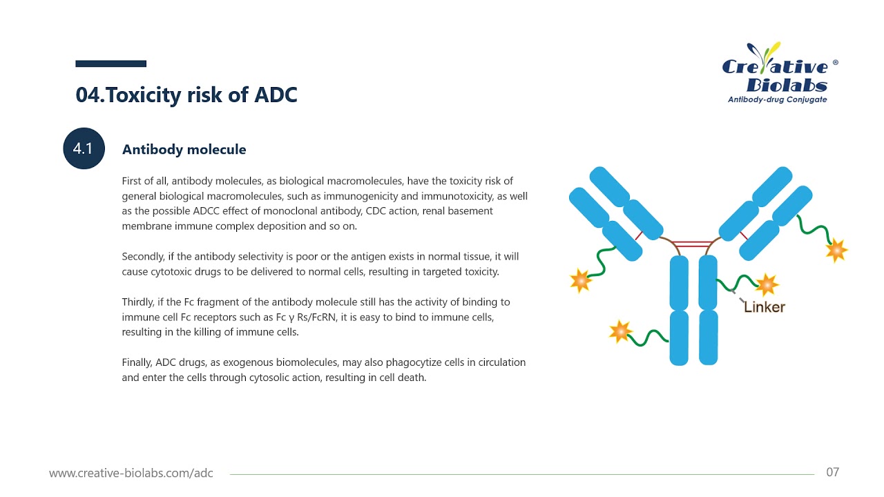 What is ADC? - Creative Biolabs