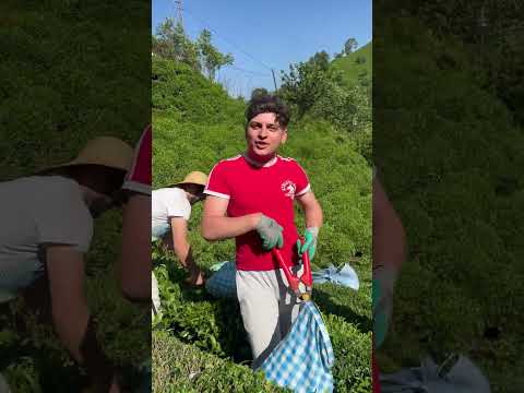 Tosun aldım kurbana Mustafa ortak ol bana Meriç Köse en güzel maniler