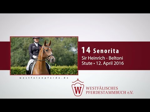14 Senorita  Stute v. Sir Heinrich - Beltoni