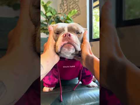 Mc Marê 🤩🐾🤣 #americanbully