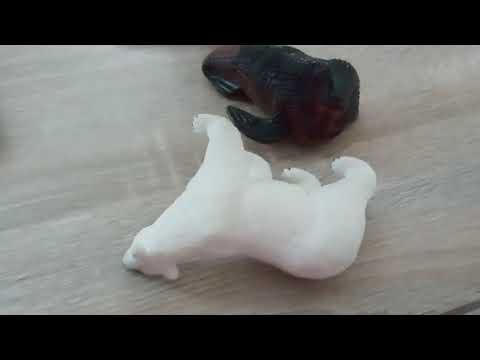 animal face off walrus vs polar bear 2