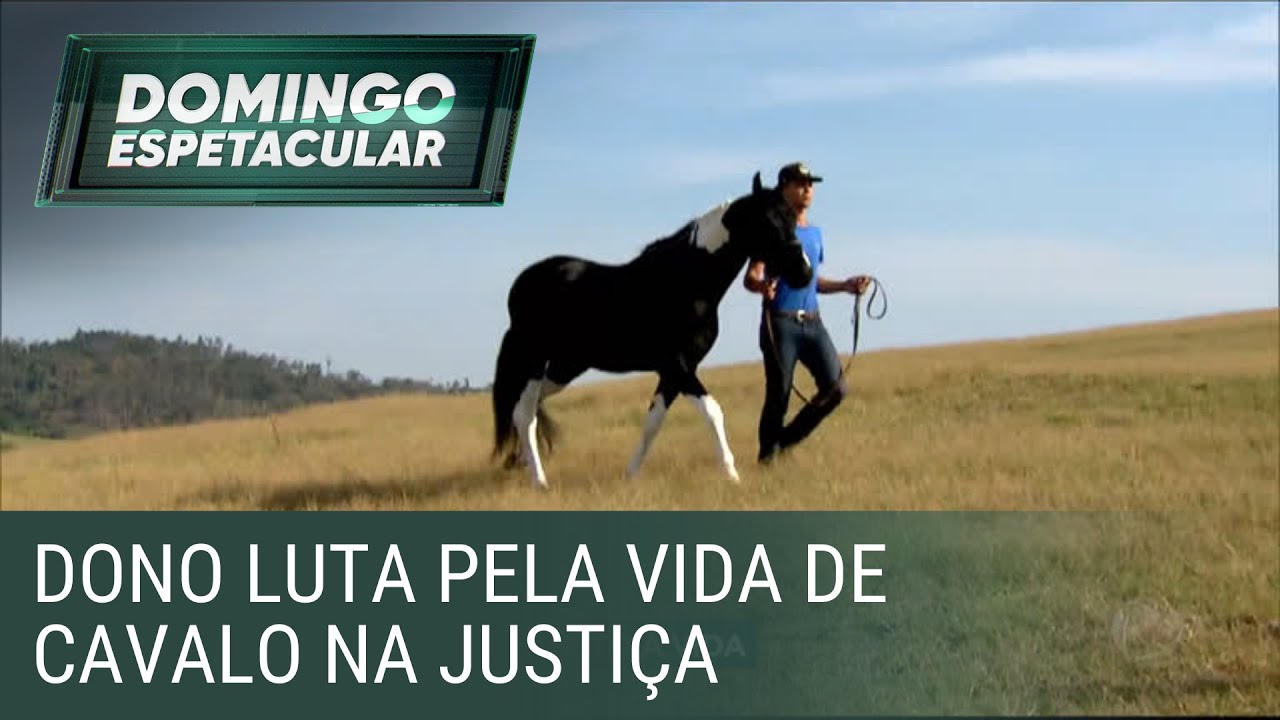 Cavalo vira centro de batalha judicial pela vida