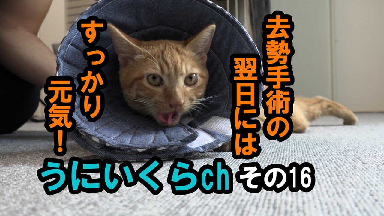 うにいくらch　その１６　子猫いくらの去勢手術翌日・・・すっかり元気にお食事！