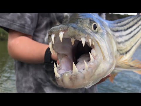 Catching a Giant Tiger Fish! (In Zimbabwe)