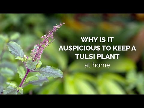 Why is it auspicious to keep a tulsi plant at home