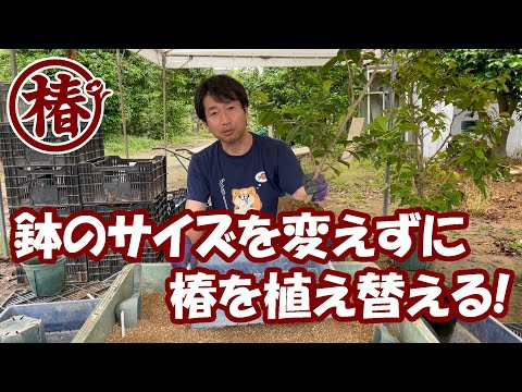 秋の椿の植え替え:こうやってやる 植物