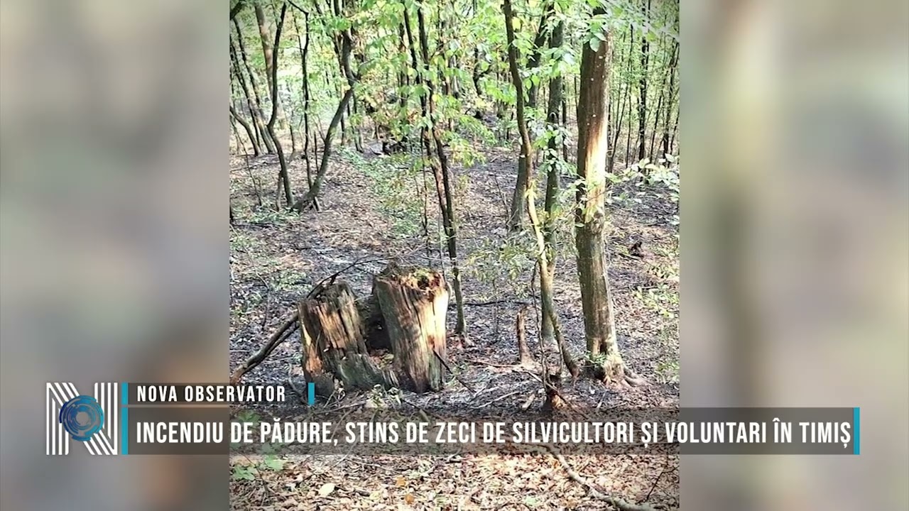 Incendiu de pădure, stins de zeci de silvicultori și voluntari în Timiș
