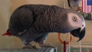 Parrot murder witness: Could pet bird be repeating murdered man’s last words? - TomoNews