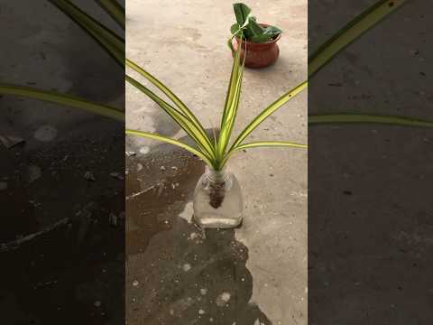 Indoorplants #indoorplants #youtubeshorts #trending #beginners #plants #gardening #plants #yt