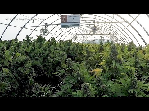 A look inside Jim Belushi's 93-acre cannabis farm in Southern Oregon