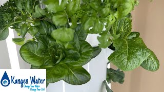 Tower Gardens With Kangen Water - EXPERIMENT
