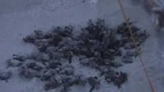 preview picture of video 'Carolina Beach, NC Sea Turtle Nest #2, 2009'