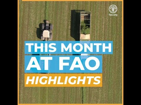 This Month At FAO Highlights - August 2019