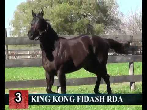 Lote 03- KING KONG FIDASH RDA-- RINCON DEL AGUARA – LOS MONTEROS - 2017