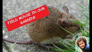 Kids Find Cute Field Mouse in the Garden. Learning & Fun for Kids