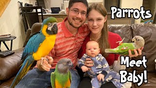 Parrots Meet My Baby for the First Time