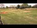 Springbok S At Disney S Animal Kingdom Kilimanjaro Safari