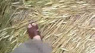 Walking in a corn circle, Wiltshire