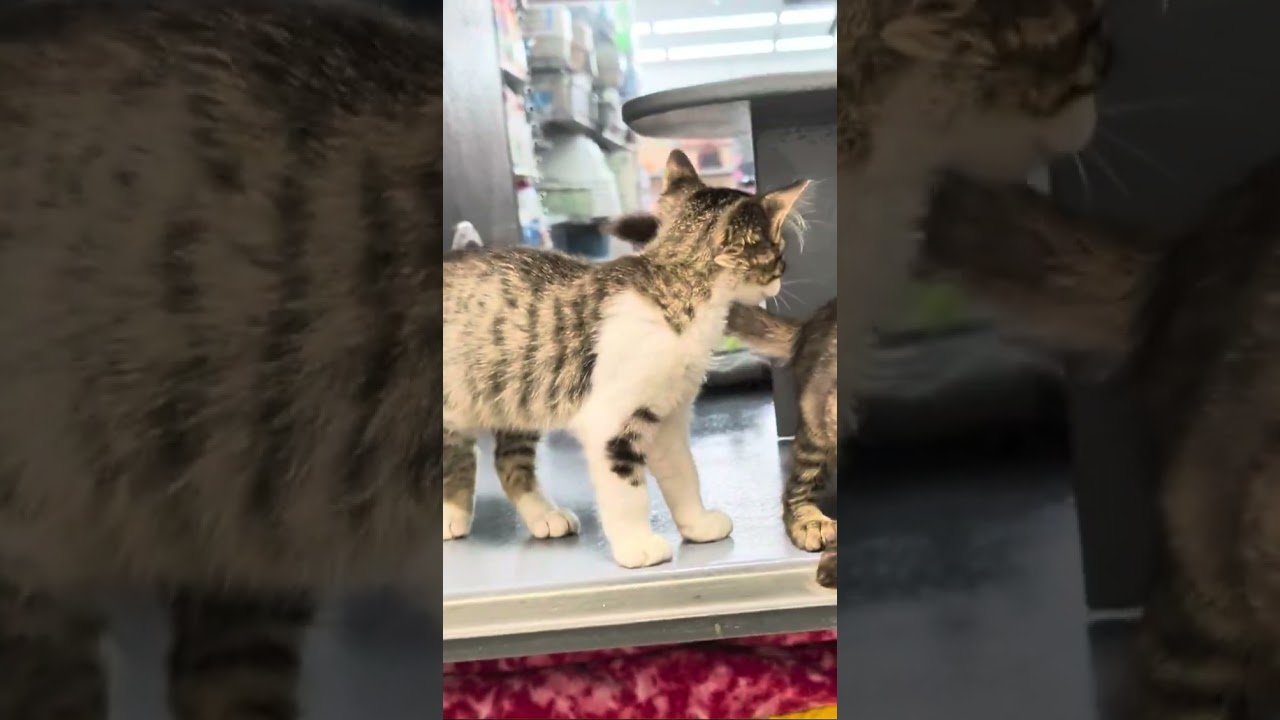 Enlarge Dobby's delightful, a Adoptable Domestic Medium Hair in Cat Spring, TX video 2/6