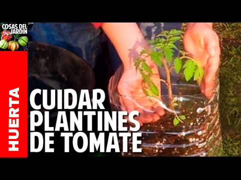 , title : 'Como cuidar una planta de tomate recien germinada - Riego, Sol, Transplante @cosasdeljardin'
