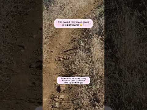 Standing Beside A Green Mojave Rattlesnake
