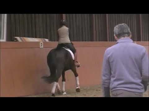 Feb 2019 Gut Fuchtel