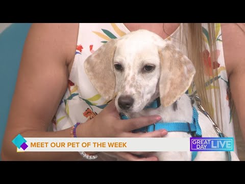 Pet of the week - YouTube