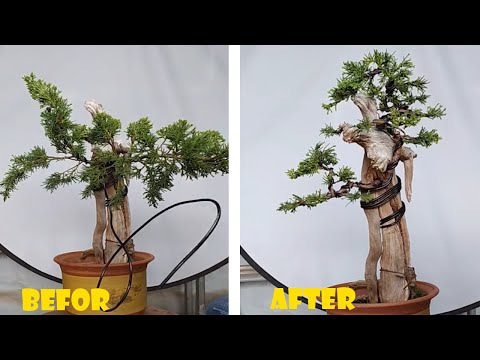 How to bend and prune great bonsai - A guide for beginners to bonsai #06