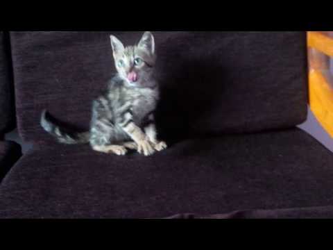 Kitten playing #cat #gatos #kitten #meow #love #kitty 