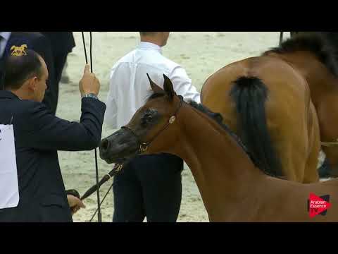 N.6 TARA AL HAWAJER - Dubai 2019 - Filly Foals (Class 1)