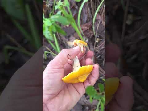 Anacates. Una especie de hongos muy sabrosos. En Quesada, Jutiapa, Guatemala.