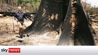 COP26: Destruction surges in the Amazon rainforest of Brazil