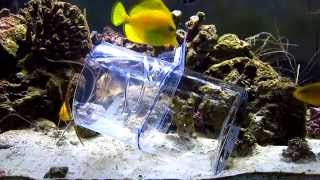 DIY Reef Aquarium Fish Trap