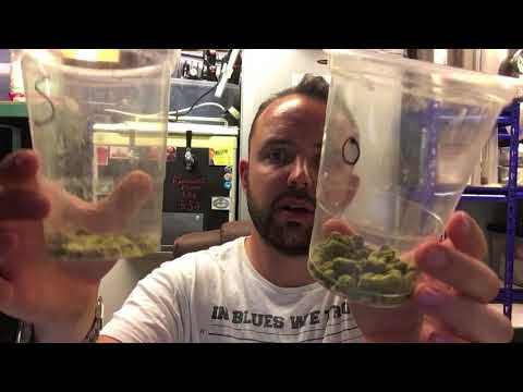 Citra Cryo Hops G2G & Review