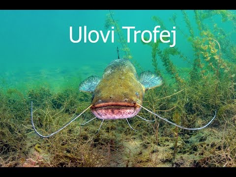 Ulovi Trofej - Lov soma bućkom u Malom Zvorniku