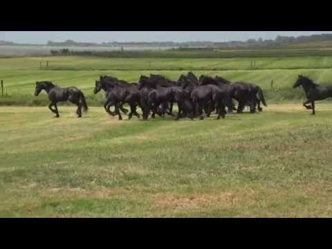 Stal Beuckens oudemirdum