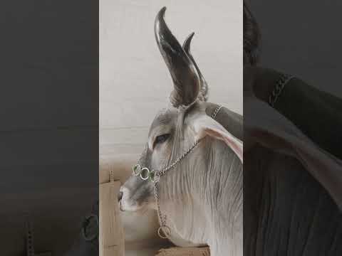 ExpoAnimais Irati 2026