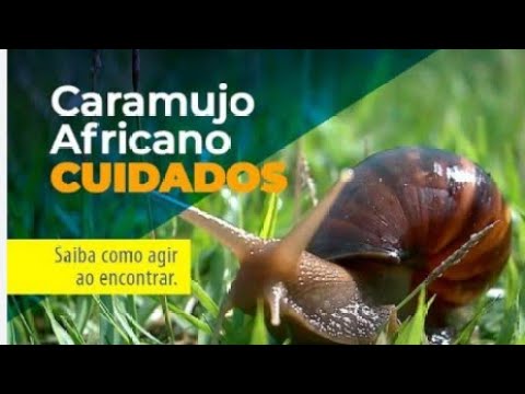 CHOVEU O CARAMUJO APARECEU, CARAMUJO AFRICANO!