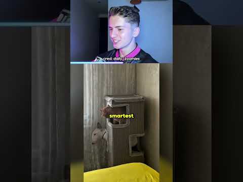 Dogs Are Too Good at Hide and Seek