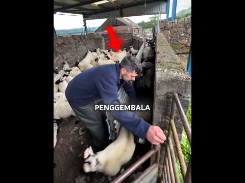 Penggembala Ini Harus Cepat Memisahkan Domba! 🐑