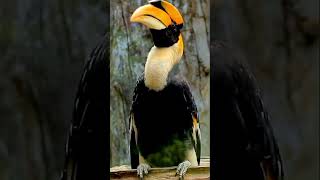 Download lagu Begini suara burung rangkong / burung badak!! #cuteanimals #birds mp3