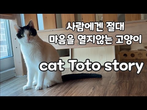 위태로운 아이를 구조했지만 사람에게는 절대 마음을 열지 않는 고양이의 이야기