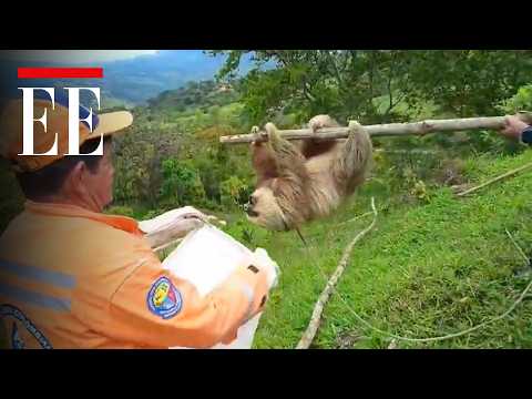 Rescataron un oso perezoso atrapado en una red eléctrica en Santander | El Espectador