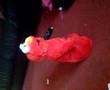 Elmo Laughin